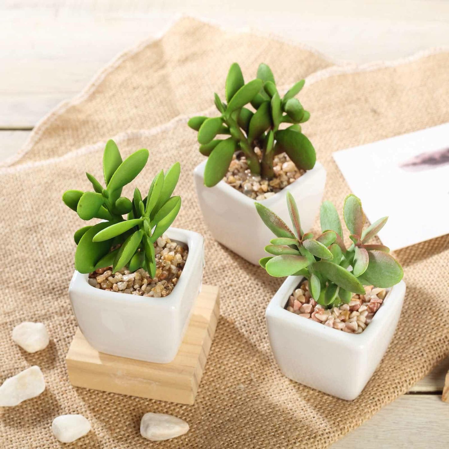 Succulent Plants | 3 Pack Ceramic Planter Pot and Artificial Mini Jade Succulent Plant 3″ Artificial Plants Mini Jade